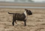 BOULEDOGUE AMERICAIN 134